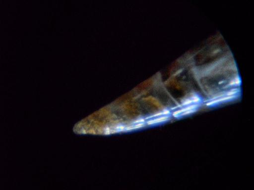 eulimidae scilla